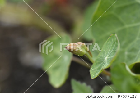Garden nasturtium Garden nasturtium 97077128