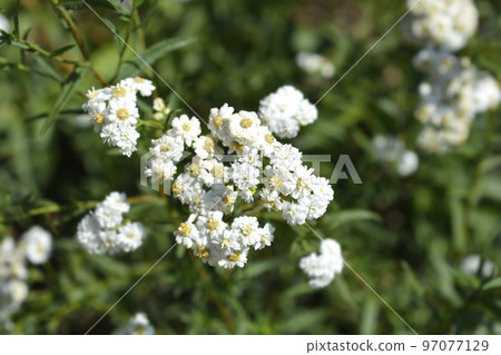 Sneezewort yarrow Sneezewort yarrow 97077129