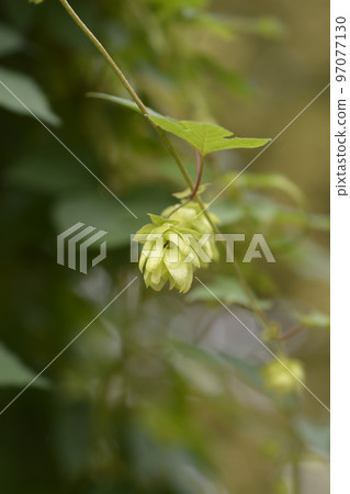 Common hop Common hop 97077130