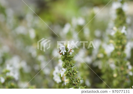 Mountain savory Mountain savory 97077131