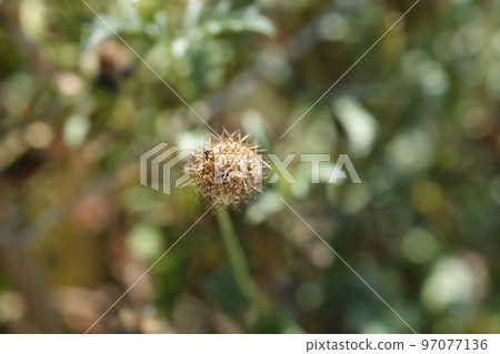 Pincushion flower Magic Night Pincushion flower Magic Night 97077136