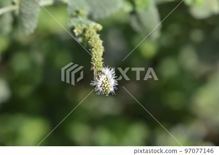 Pineapple mint Pineapple mint 97077146