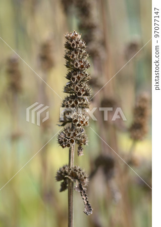 Common hedgenettle 97077147