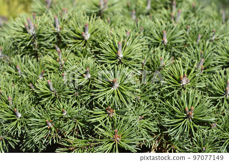 Dwarf mountain pine Mops Dwarf mountain pine Mops 97077149