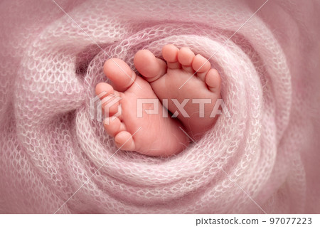 Soft feet of a newborn in a pink woolen blanket. Close-up of toes, heels and feet of a newborn baby.The tiny foot of a newborn. Studio Macro photography. Baby feet covered with isolated background.. Soft feet of a newborn in a pink woolen blanket. Close-up of toes, heels and feet of a newborn baby.The tiny foot of a newborn. Studio Macro photography. Baby feet covered with isolated background.. 97077223