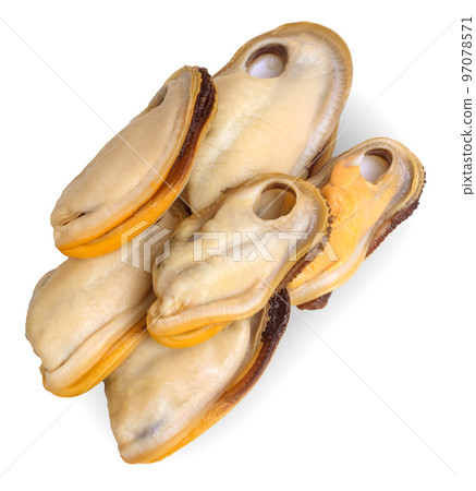 New Zealand Mussels peeled without shells isolated on white background. 97078571