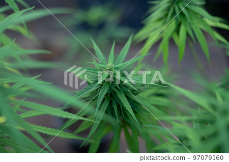 Thai cannabis Strain cannabis variety that grows natively in Thailand 97079160