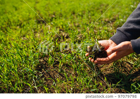 Young Green wheat seedlings in the hands of a farmer. Agronomist checks and explores sprouts of rye. 97079798