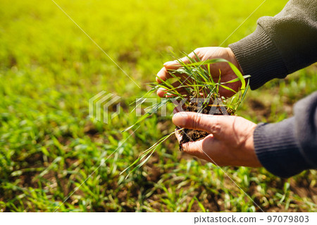 Young Green wheat seedlings in the hands of a farmer. Agronomist checks and explores sprouts of rye. 97079803
