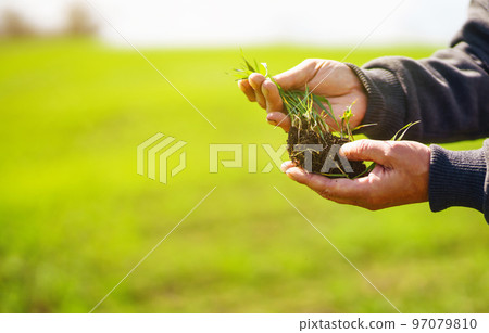 Young Green wheat seedlings in the hands of a farmer. Agronomist checks and explores sprouts of rye. 97079810