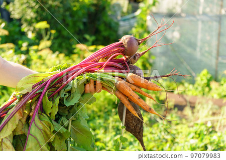 Freshly harvested unwashed organic beets and carrots. Unwashed beets. Environmentally friendly products dug out of the garden 97079983