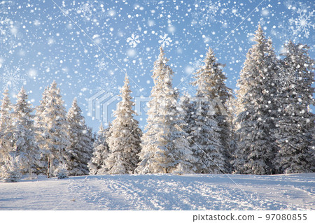 amazing winter landscape with snowy fir trees in the mountains amazing winter landscape with snowy fir trees in the mountains 97080855
