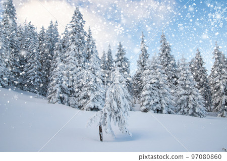 amazing winter landscape with snowy fir trees in the mountains 97080860