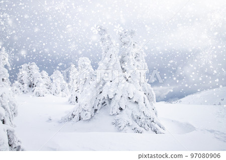 magical frozen winter landscape with snow covered fir trees magical frozen winter landscape with snow covered fir trees 97080906