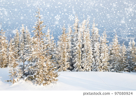 beautiful winter landscape with snowy fir trees 97080924