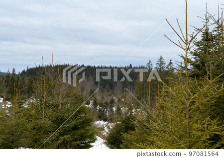 Wonderful views of the Carpathian Mountains covered with snow and a clear blue sky in Ukraine. 97081564