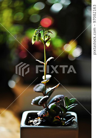 肉質花蕾 97082163