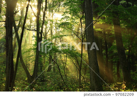 light shining in the forest 97082209