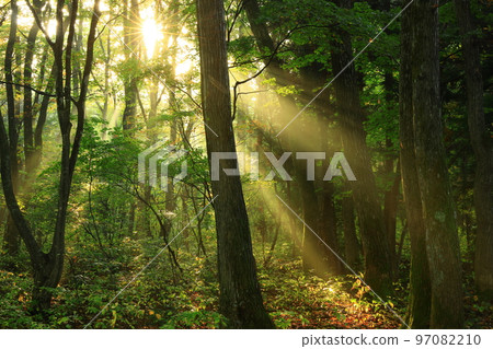 光在森林裡閃耀 97082210