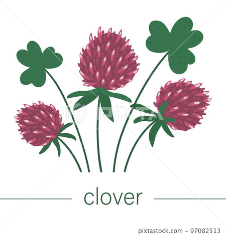Vector flat clover illustration. Cute spring flowers. First blooming plants. Floral clip art isolated on white background. Vector flat clover illustration. Cute spring flowers. First blooming plants. Floral clip art isolated on white background. 97082513