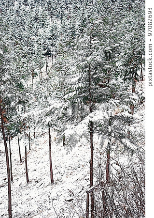 Snowy cypress forest Snowy cypress forest 97082693