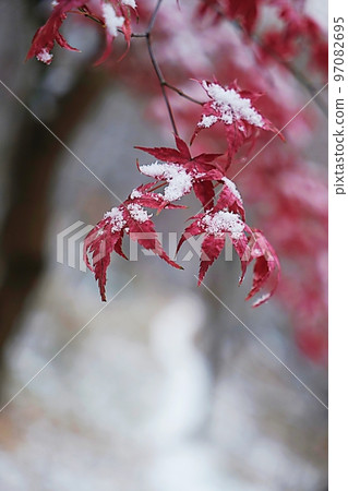 snowy maple leaves snowy maple leaves 97082695