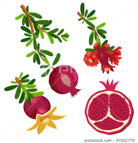 Pomegranate branches with fruits and flowers. Symbol of good luck, eternal life, love, fertility, abundance. Symbol of Israel and Azerbaijan Pomegranate branches with fruits and flowers. Symbol of good luck, eternal life, love, fertility, abundance. Symbol of Israel and Azerbaijan 97082770