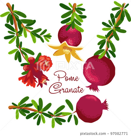 Pomegranate branches with fruits and flowers. Symbol of good luck, eternal life, love, fertility, abundance. Symbol of Israel and Azerbaijan 97082771