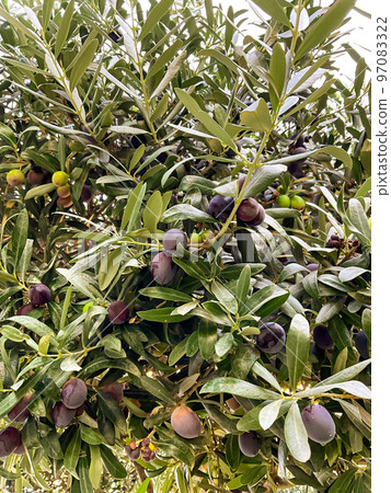 Olive oil trees full of olives. Landscape ready to made extra virgin olive oil. 97083322