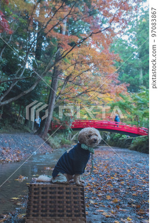 Dog and autumn leaves Dog and autumn leaves 97083867