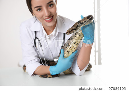 Young female veterinarian examining boa constrictor in clinic 97084103