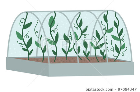 Vector greenhouse with green climbing plants. Flat hot house illustration isolated on white background. Side view greenroom picture. Spring garden illustration. 97084347