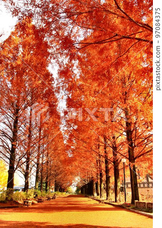 Fall foliage burns... Metasequoia trees in autumn 97084375