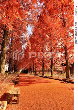 Fall foliage burns... Metasequoia trees in autumn 97084378