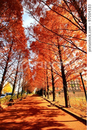 秋天的樹葉在燃燒......秋天的水杉樹 97084383