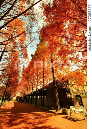秋天的樹葉在燃燒......秋天的水杉樹 97084385