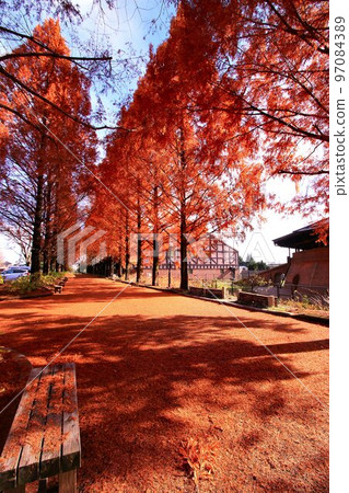 秋天的樹葉在燃燒......秋天的水杉樹 秋天的樹葉在燃燒......秋天的水杉樹 97084389