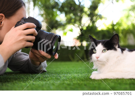 Professional animal photographer taking picture of beautiful cat outdoors Professional animal photographer taking picture of beautiful cat outdoors 97085701