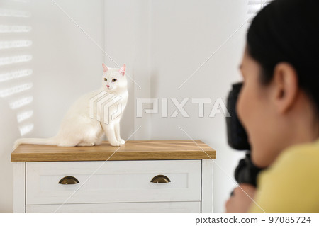 Professional animal photographer taking picture of beautiful white cat indoors, closeup 97085724