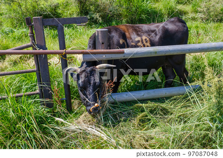 在阿蘇山腳下的牧場 97087048