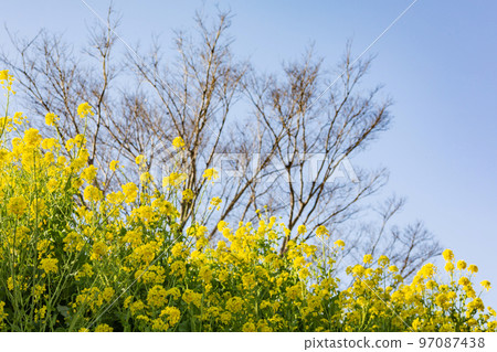 油菜花和藍天 油菜花和藍天 97087438