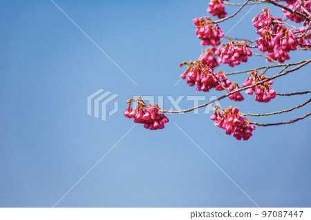 漢櫻 漢櫻 97087447