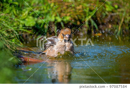 Hawfinch bird bathing standing in a pond close-up 97087584