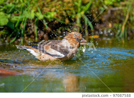 Hawfinch bird bathing standing in a pond close-up 97087588