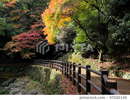 Minoh Park, Osaka Prefecture Takimichi where autumn leaves have begun Minoh Park, Osaka Prefecture Takimichi where autumn leaves have begun 97088106