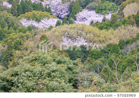 Mountain cherry blossoms seen from Mt. Kagami Observatory ``Karatsu City, Saga Prefecture'' Mountain cherry blossoms seen from Mt. Kagami Observatory ``Karatsu City, Saga Prefecture'' 97088969