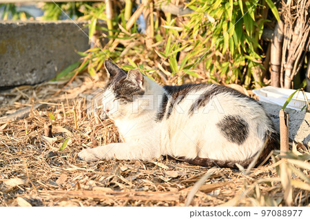 Sleeping cat Local cat Sakura cat ear cut 97088977