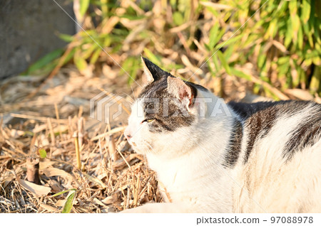 Profile of a dozing cat Local cat Sakura cat ear cut 97088978