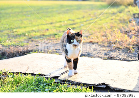 貓 印花布貓 本地貓 櫻花貓 耳切 貓 印花布貓 本地貓 櫻花貓 耳切 97088985