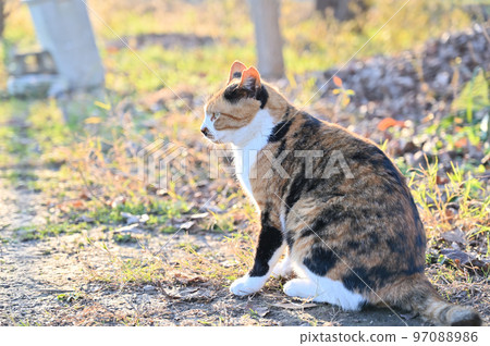 Cat Calico cat Local cat Sakura cat ear cut Cat Calico cat Local cat Sakura cat ear cut 97088986